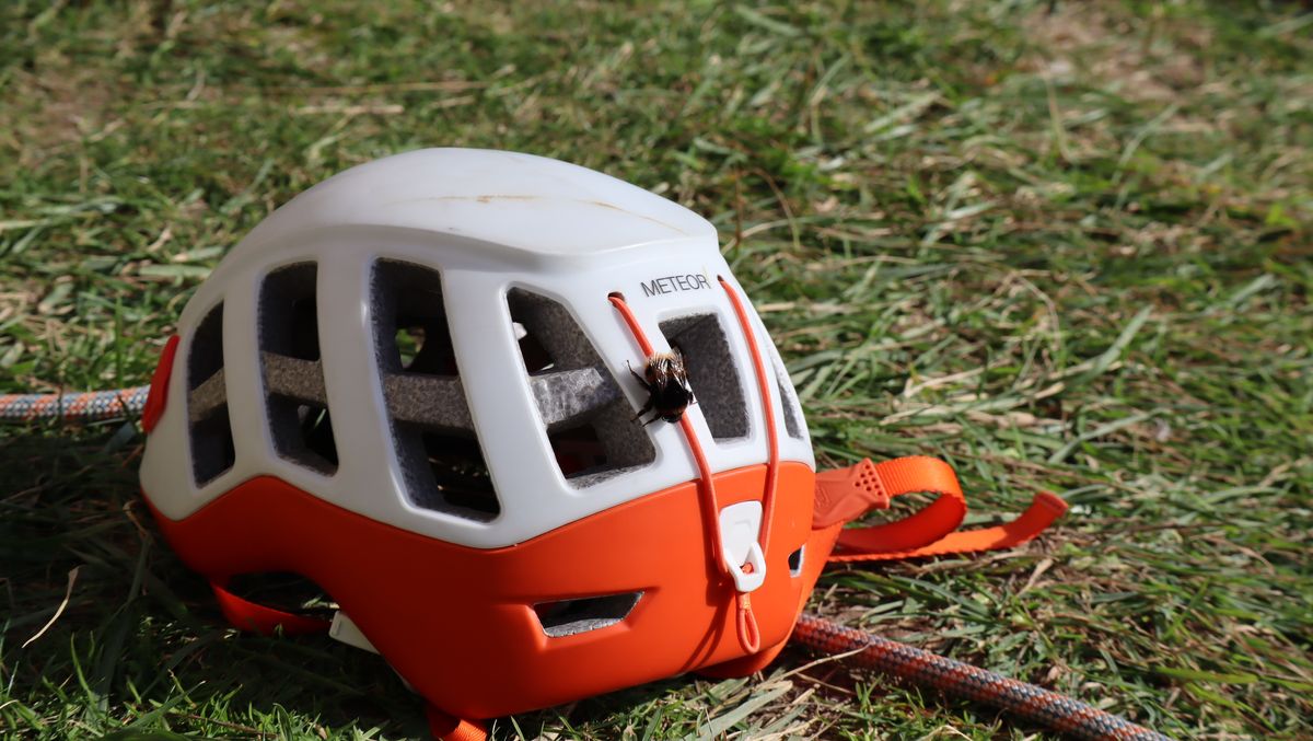 A helmet on the grass with a bumble on it.